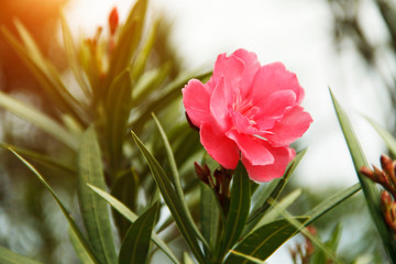 Pink oleander on a green background