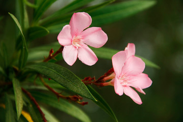 Pink oleander on a green background
