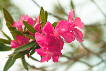 Pink oleander on a green background