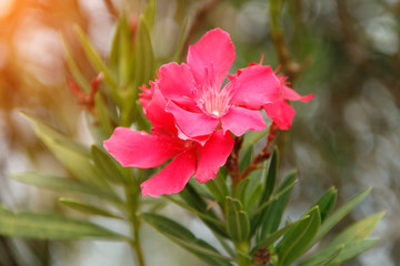 Obraz premium Pink oleander on a green background