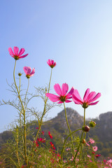 Pink cosmos flowers on blue sky.