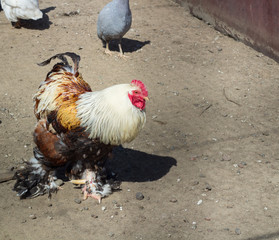 Multicolored domestic male rooster cock on rural countryside bird farm