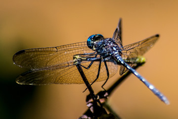 blue dragonfly resting in orange background