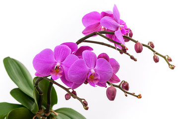 blooming branch of pink orchids on a white background with stems and buds