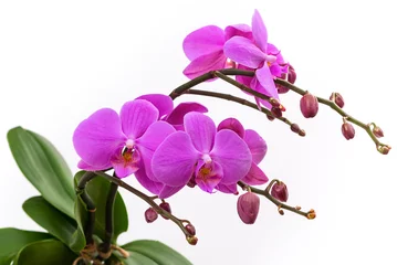 Fototapeten blooming branch of pink orchids on a white background with stems and buds © Nataliya Schmidt