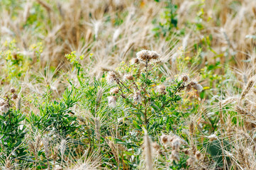 Steppe flowers. Flora. Ecology concept. Green energy. Soft focus