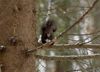 Sciurus vulgaris. Red European squirrel