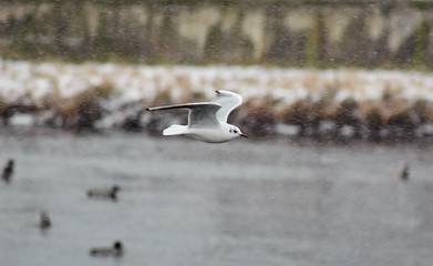 Seagull in flight (Larus canus)