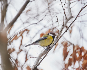 The great tit (Parus major) is a passerine bird in the tit family Paridae.