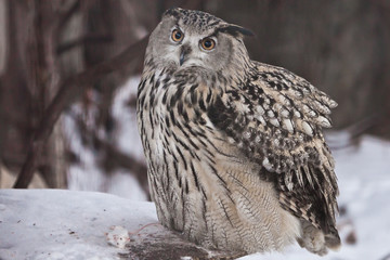 A big owl- eagle owl (Eurasian eagle-owl) sits on a snowy background