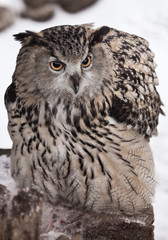 the big owl - an eagle owl sits and looks menacingly against 