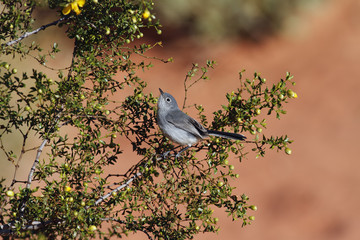 Black-tailed Gnatcatcher in Valley of Fire State Park, NV.