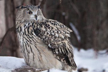 A large owl- Eurasian eagle-owl sits on a snowy background