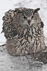 A big owl- eagle owl (Eurasian eagle-owl) sits on a snowy background