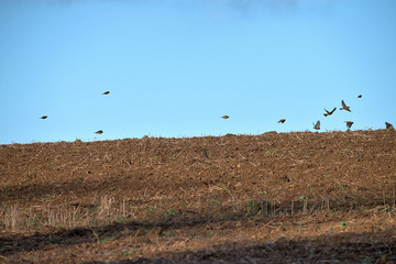 Emberiza citrinella. A flock of birds is flying over the field horizon. Autumn time.