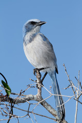 Florida Scrub Jay at Merritt Island National Wildlife Refuge, Florida