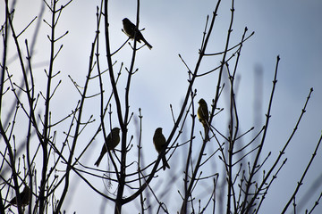 Emberiza citrinella. A flock of birds on branches. Winter time.