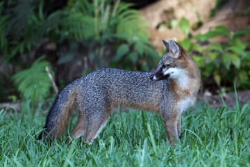 Naklejka na ściany i meble Gray Fox at Greynolds Park in North Miami Beach, Florida