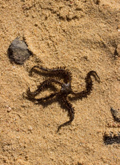starfish on the sand