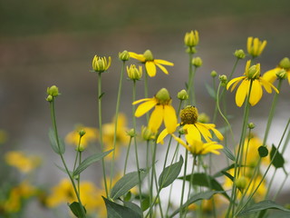 Flowers yellow beautiful background nature