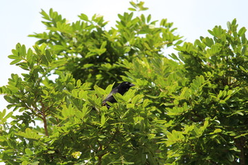 Lone black bird on green foliage