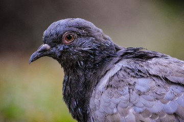Pigeon
