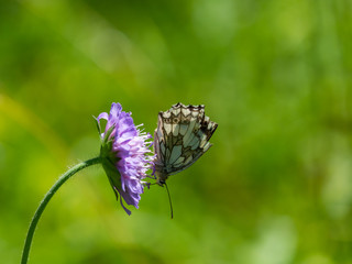 Marbled White Butterfly ( Melanargia galathea ) on a Scabious