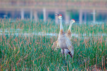 Sandhill Cranes calling at Riverbend Park in Jupiter, Florida © Kevin
