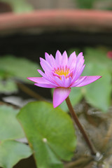 Beautiful lotus in Thailand