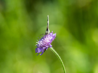 Marbled White Butterfly ( Melanargia galathea ) on a Scabious