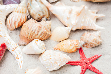 Seashells and red seastars on the sand, summer beach background with copy space for text.
