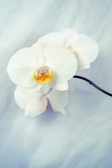     The branch of White orchids on white fabric background 