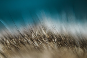 Cat fur macro up blurred tinted background color for various types of applications.