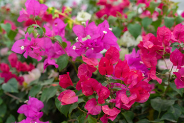multicolored bougainvillea In the garden