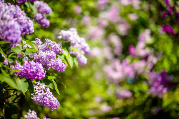 Pink lilac blooms in the Botanical garden 