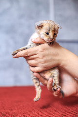 Savannah kitten F1(Hybrid of the Serval and a Savannah F2)