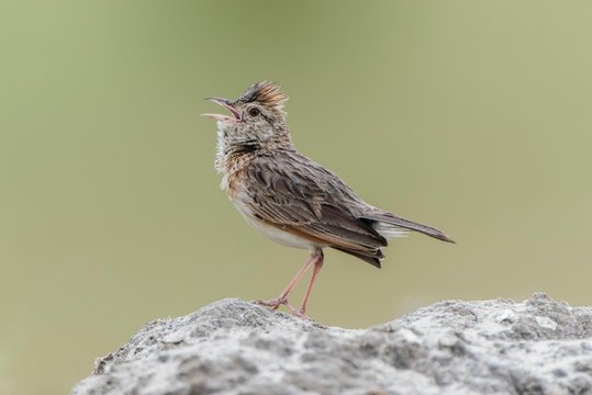 Rufous-naped lark (Mirafra africana) sits on a stone, calling, Savuti, Chobe National Park, Chobe District, Botswana, Africa