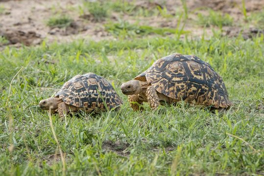 Leopard tortoises (Stigmochelys pardalis) walking in a row, animal pair, Chobe River Front, Chobe National Park, Chobe District, Botswana, Africa