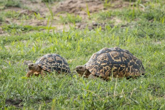 Leopard tortoises (Stigmochelys pardalis) walking in a row, animal pair, Chobe River Front, Chobe National Park, Chobe District, Botswana, Africa