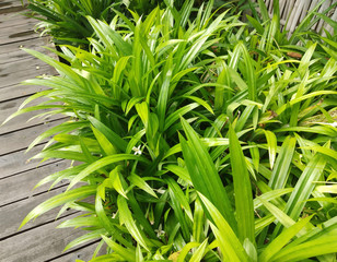 Pandan trees garden, Pandan leaf usefor ingredient food and dessert Thai kitchen