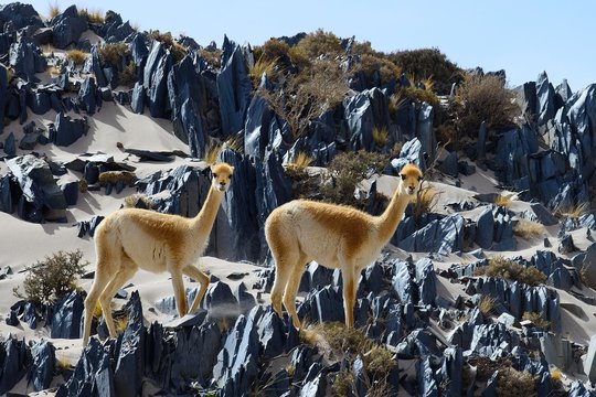 Vicuna (Vicugna vicugna) or in terrain with sand and sharp rocks, near Londres, Catamarca, Argentina, South America