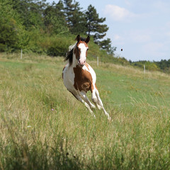 Fototapeta na wymiar Beautiful horse running on pasturage