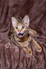 Savannah F1 (Hybrid of the Serval and a Savannah F2)