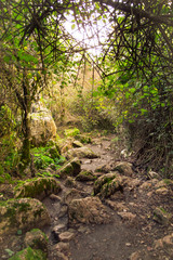 Naklejka na ściany i meble Beautiful rocky path in a wood plenty of wild vegetation. Magic lights in a remote and lonely forest of Spain. Vertical views.