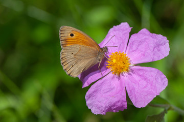 butterfly flower nature