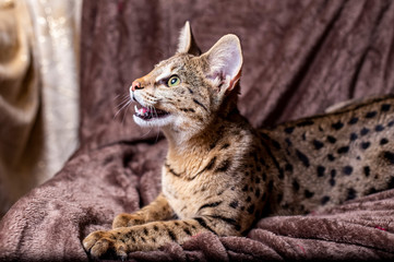 The Savannah Cat F1 Sits On The Plaid Adorable Wall Mural Adorab Kseniya Kolomenskaya