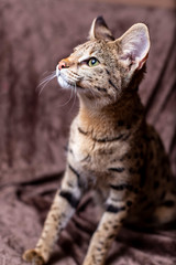 Savannah F1 (Hybrid of the Serval and a Savannah F2)