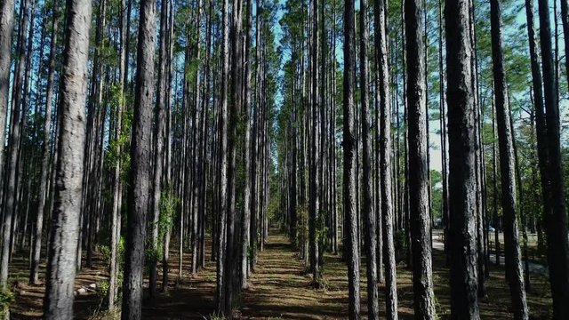 Pine Trees: Flying through the middle of the row.