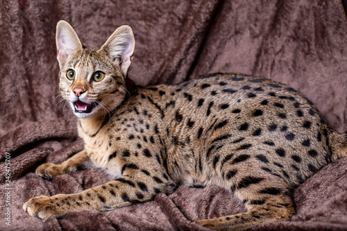 Savannah F1 Hybrid Of The Serval And A Savannah F2 Adorable Poster Adorab Kseniya Kolomenskaya