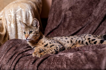Savannah F1 (Hybrid of the Serval and a Savannah F2)